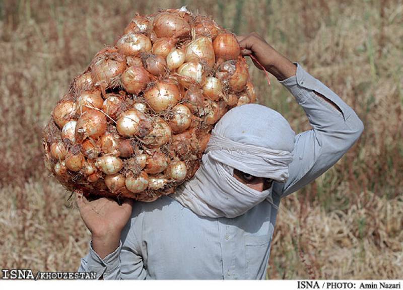 پیازکاران جنوب کرمان نسبت به عرضه به موقع محصول خود اقدام کنند