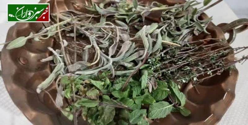 ترکیب این ۳ گیاه معجزه رفع سرفه‌های خشک و عفونت‌های گلو