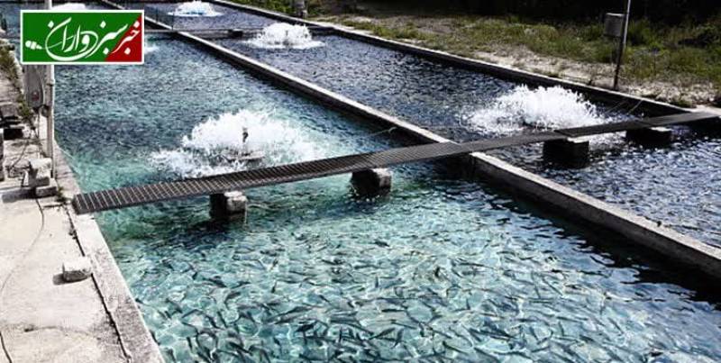 افتتاح طرح پرورش ماهی از محل تسهیلات بسیج سازندگی در فاریاب