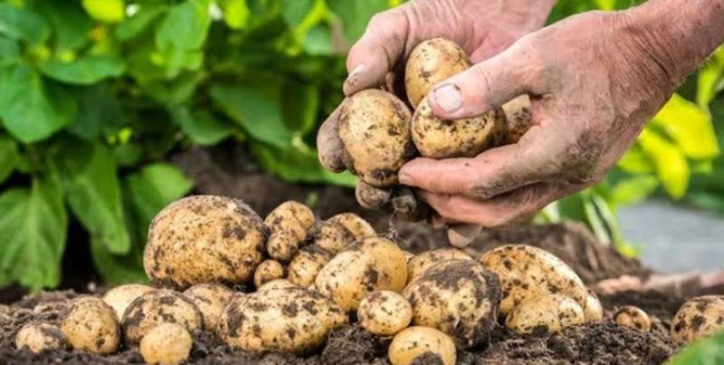 آغاز برداشت سیب زمینی طرح استمرار در جنوب کرمان