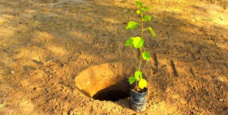 بیش از ۱۱۷۰۰ اصله نهال رایگان در راهپیمایی ۲۲ بهمن ماه در جنوب کرمان توزیع شد