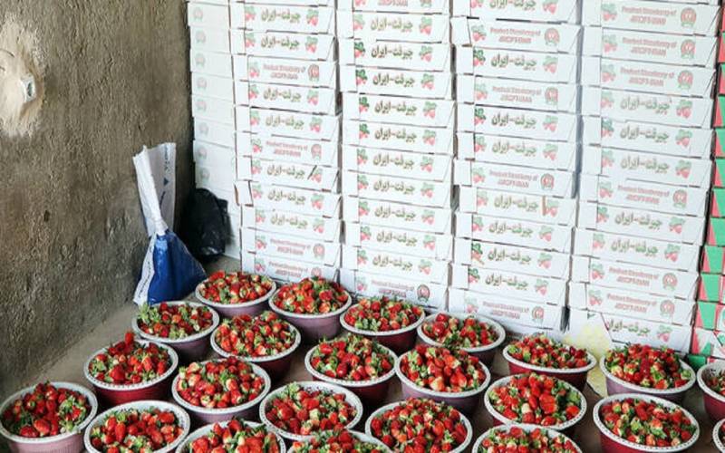 نبود سردخانه مهمترین مشکل کشاورزان جنوب کرمان