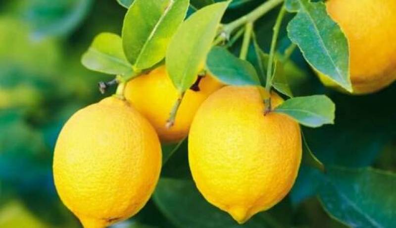 فواید لیمو برای سلامتی