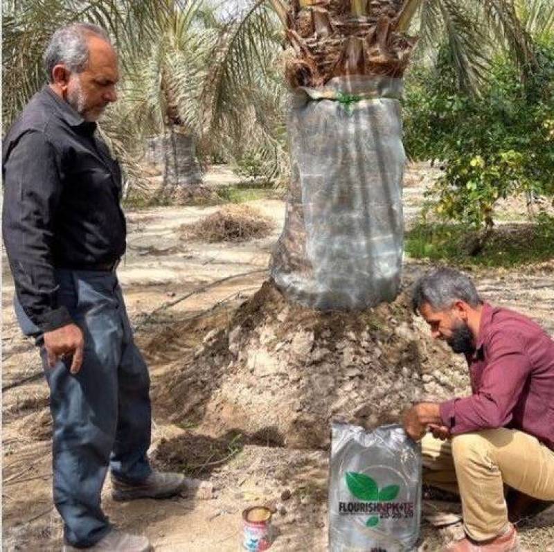 آفت سرخرطومی حنایی همچنان دردسر ادامه‌دار نخلداران جنوب کرمان