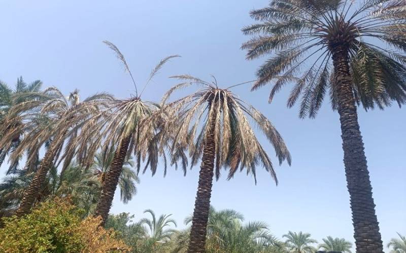 تراژدی نابودی ۵۶ درصدی خرما در هند ایران/ خسارت ۳ هزار میلیارد تومانی به نخلداران جنوب کرمان