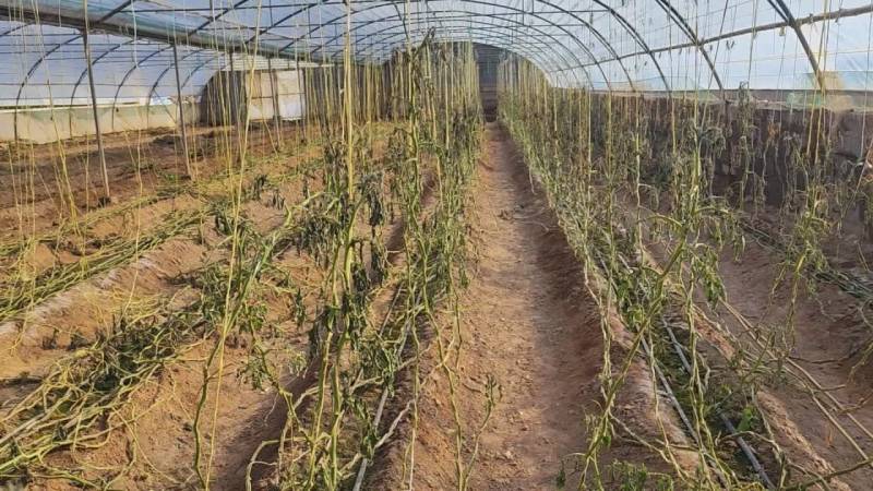 خطر سرمازدگی برای محصولات کشاورزی جنوب کرمان