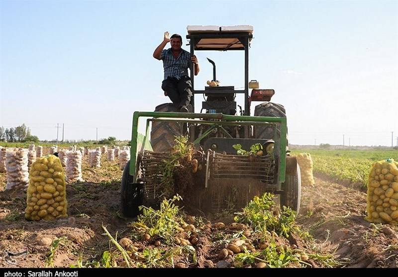 درخشش ۵ فعال بخش کشاورزی استان کرمان در کشور
