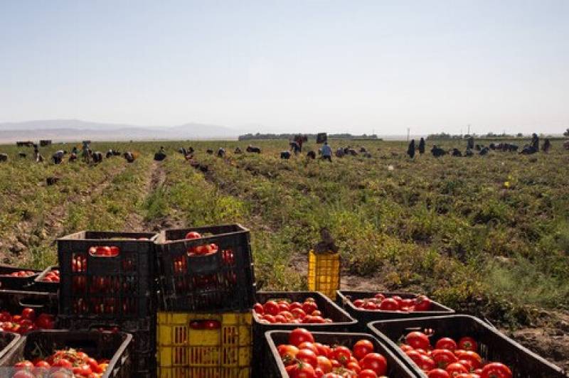 از آغاز برداشت گوجه فرنگی در جنوب کرمان تا تدبیر مقابله با دلالان
