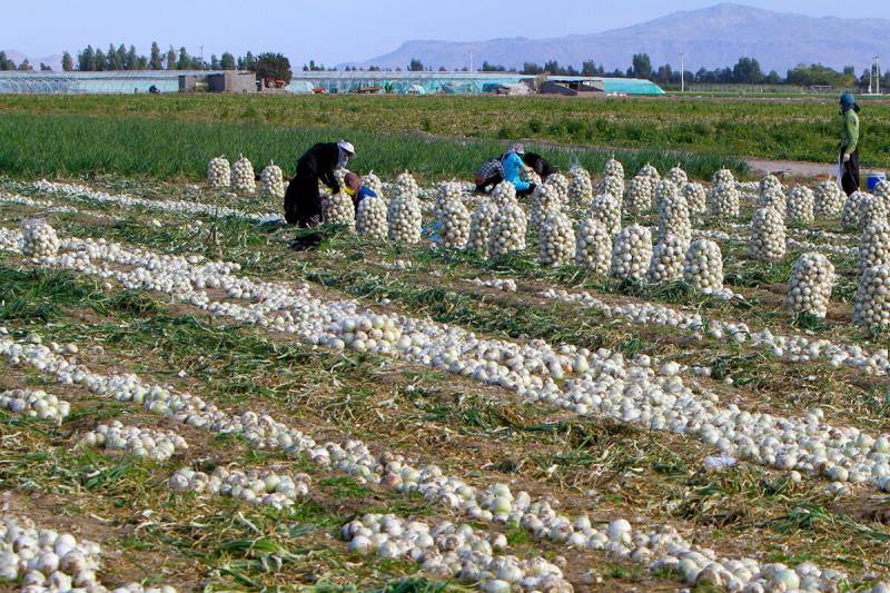 خرید تضمینی پیاز در جنوب کرمان به ٢ هزار تن رسید