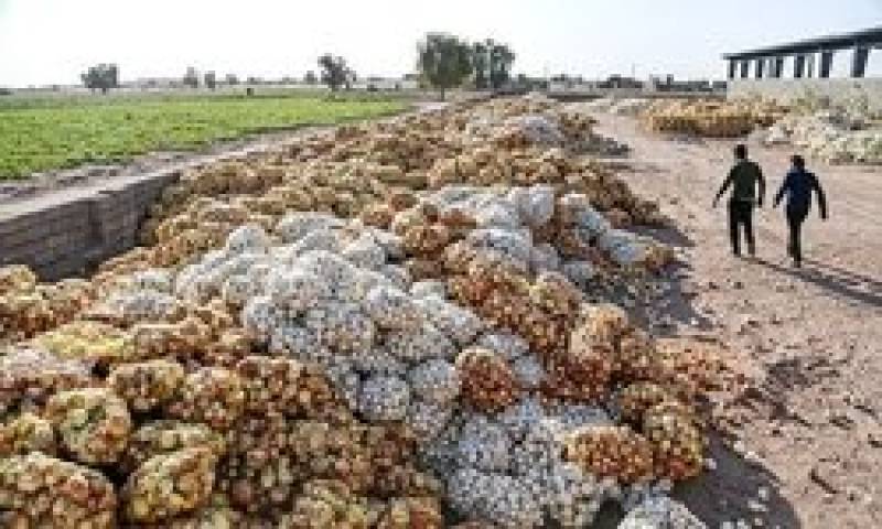 محصولی که اشک کشاورزان را در آورد/ هیچ اهرمی برای اجرای الگوی کشت در جنوب کرمان وجود ندارد