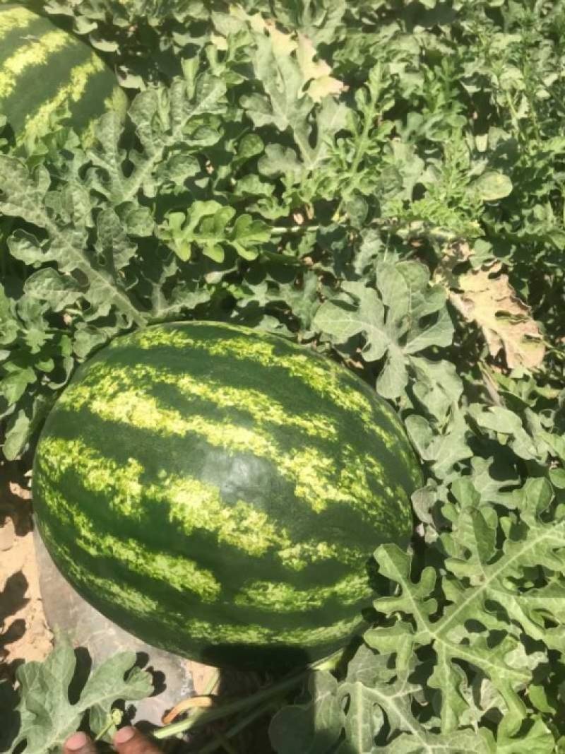 تلخی برداشت هندوانه صادراتی در دمای ۴۰ درجه؛ پای دلالان در میان است