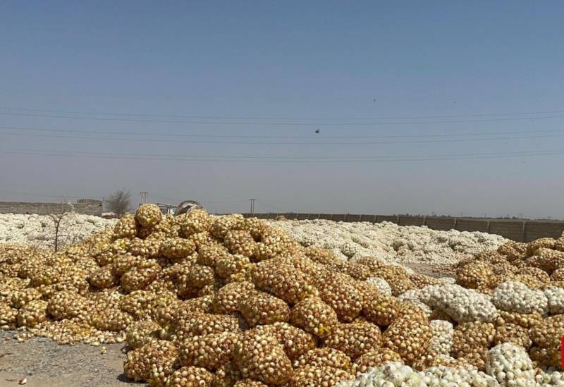 در قاب مرحله دوم؛ مطالبات پیازکاران جنوب استان کرمان پرداخت شد
