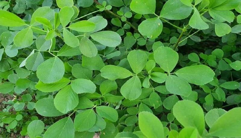 کاهش کلسترول با مصرف این عرق گیاهی