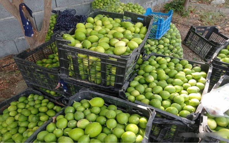 برداشت بیش از ۲۲ هزار تن لیموترش در جنوب کرمان