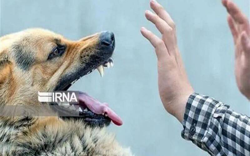 افزایش نگران‌کنندۀ حیوان‌‌گزیدگی در جنوب کرمان