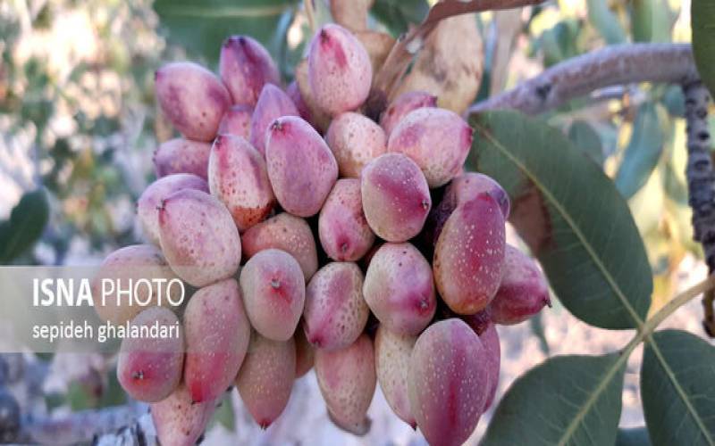 آغاز برداشت محصول از قطب پسته جنوب کرمان با پیش‌بینی برداشت ۱۰۳۷ تن