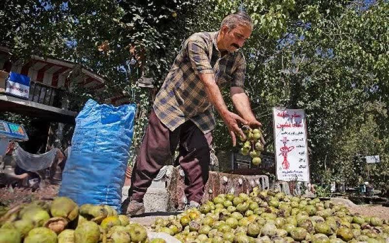 نخستین جشنواره گردوی جنوب کرمان
