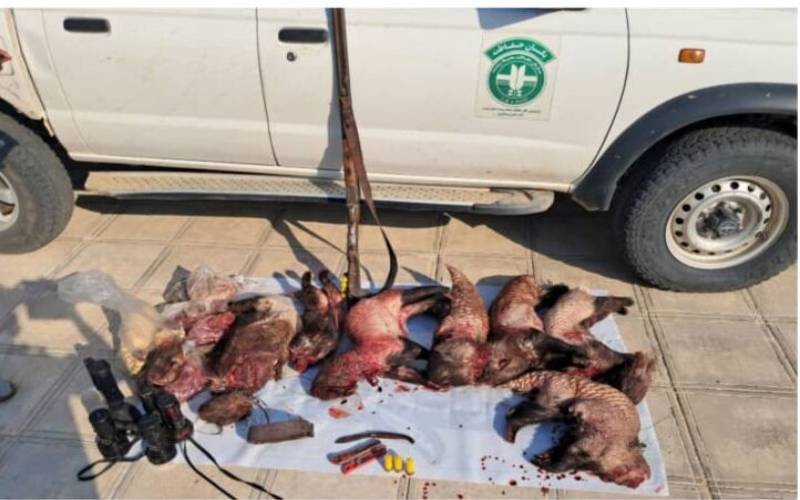 دستگیری ۱۰ نفر که برای شکار "تشی" به کرمان آمدند