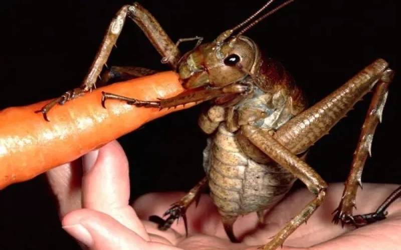 این حیوان کوچک بیشترین انسان را می کشد